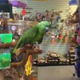 Image for article titled “Everything Is Awesome” for this Amazon parrot